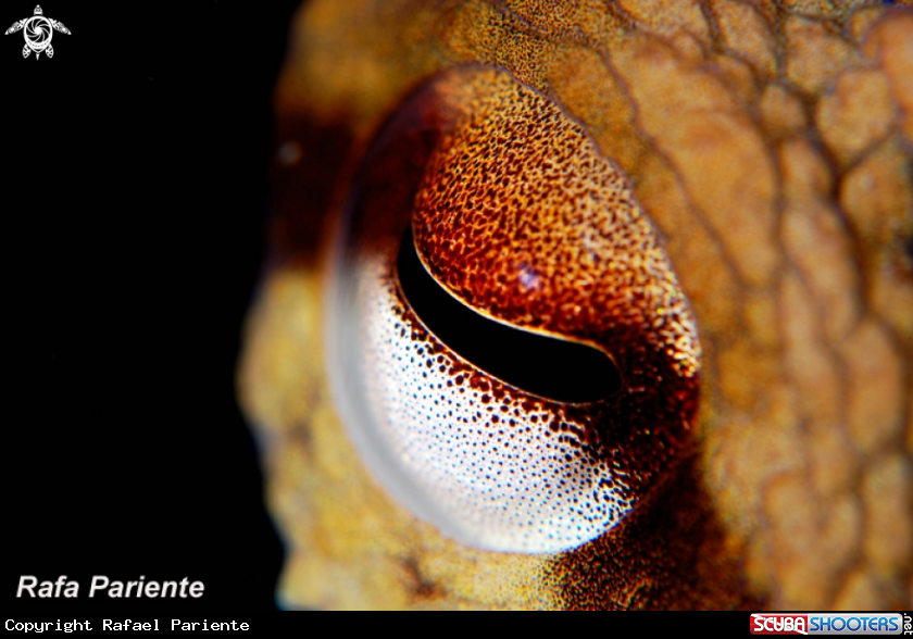 A Pulpo