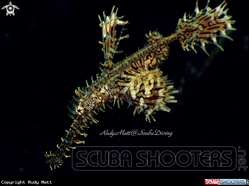 A Ghost pipe fish