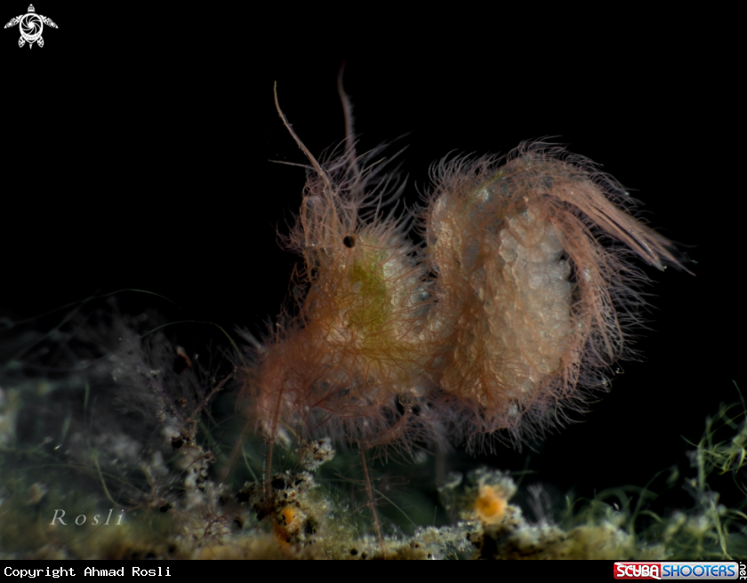 A Hairy Shrimp