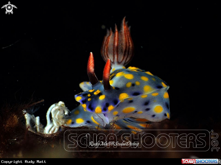 A Nudibranch