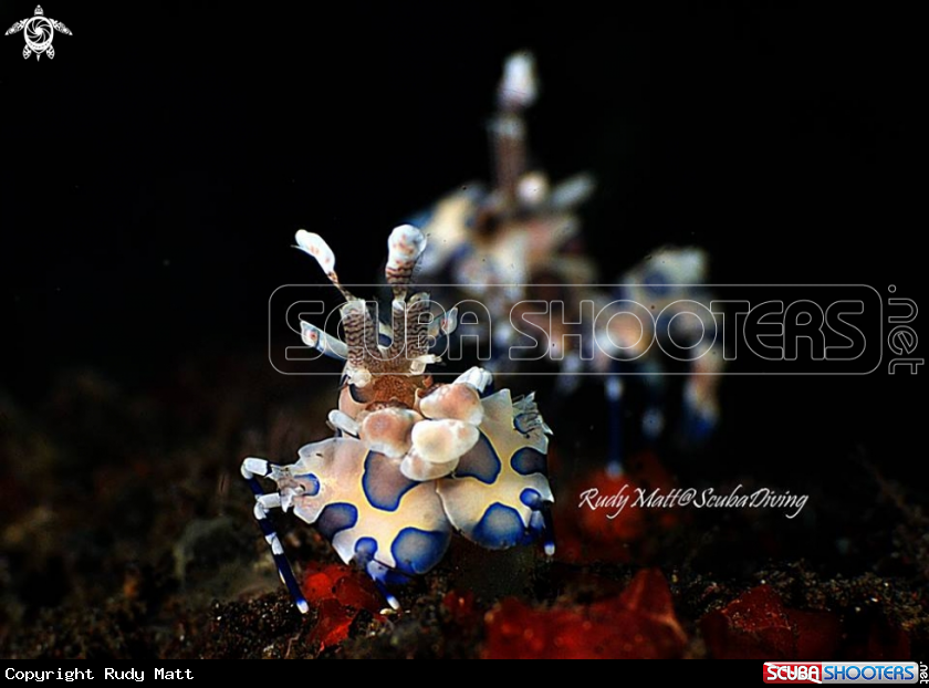 A Harleguin Shrimp