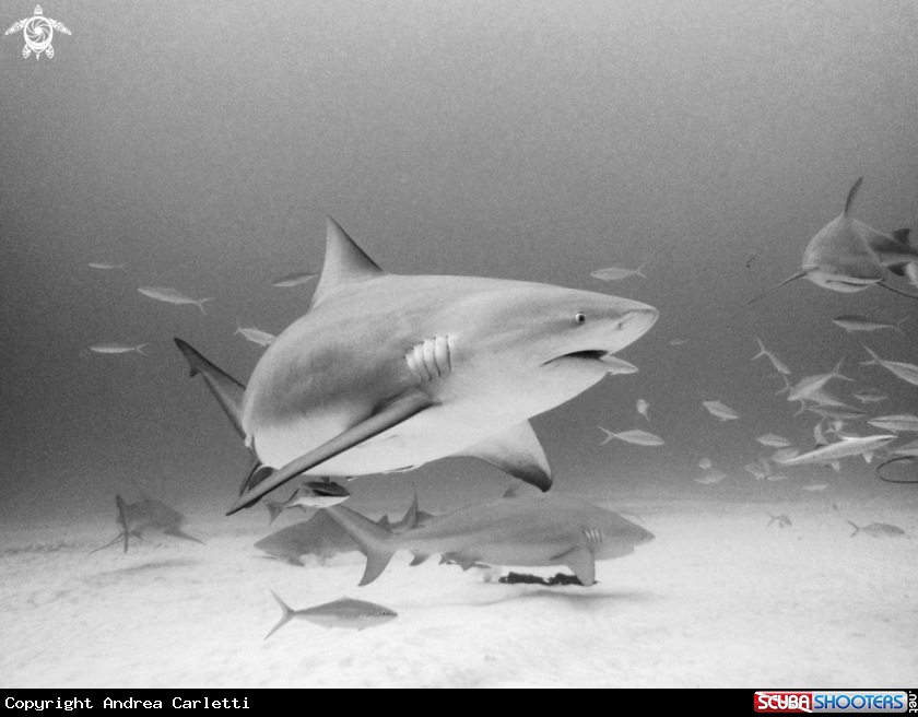 A Bull shark