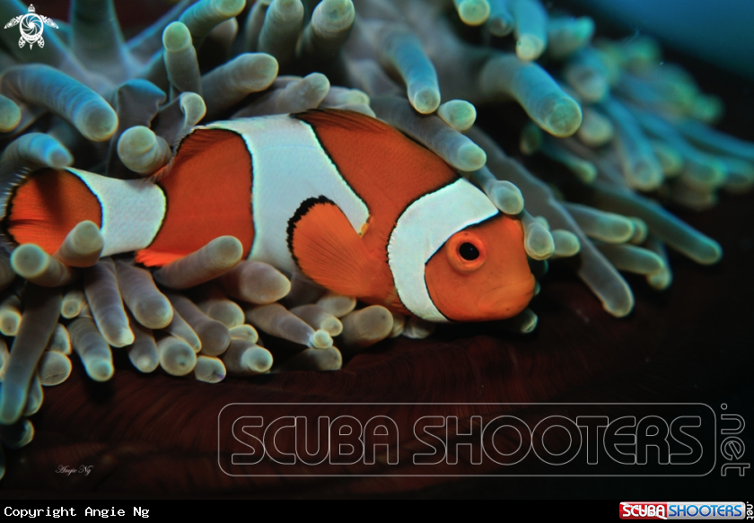 A Anemonefish