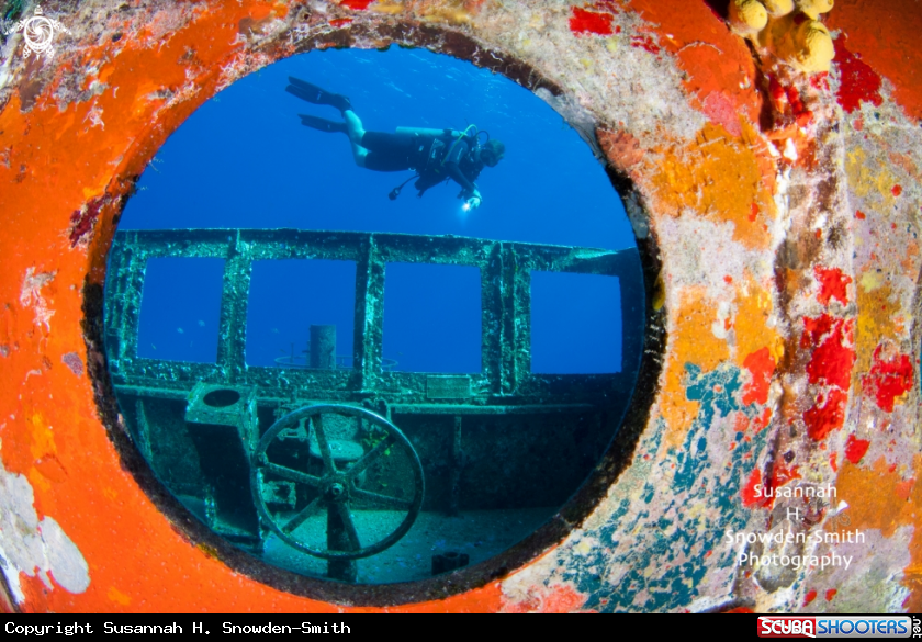 A Kittiwake shipwreck