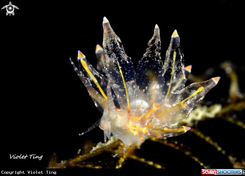A Nudibranch