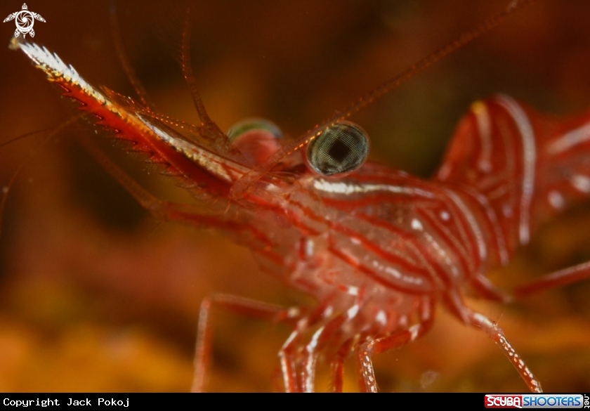 A Hinged Beak Shrimp