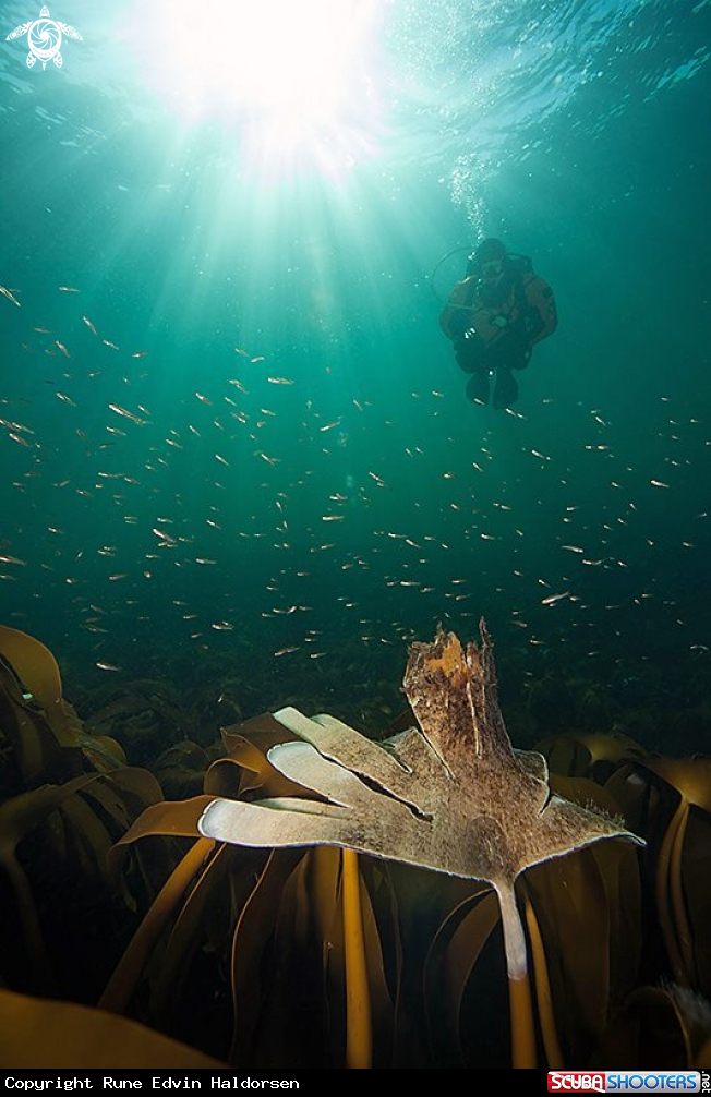A Kelp forest