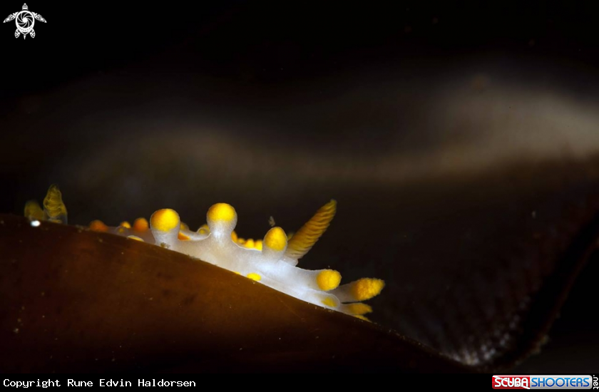A Limaca Clavigera