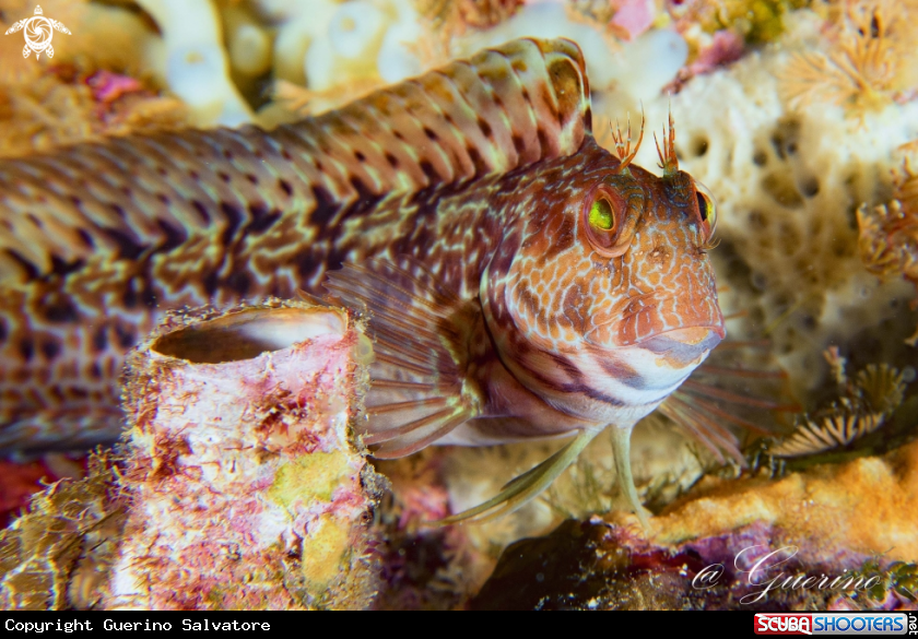 A  Blenniidae