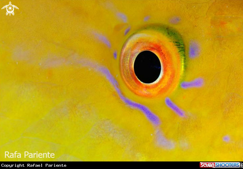 A Salmonete 