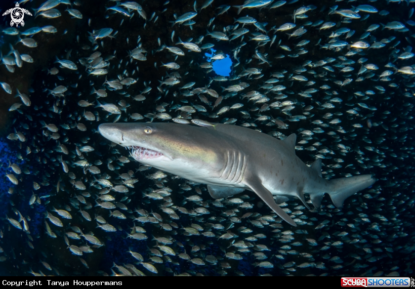 A Sand Tiger Shark