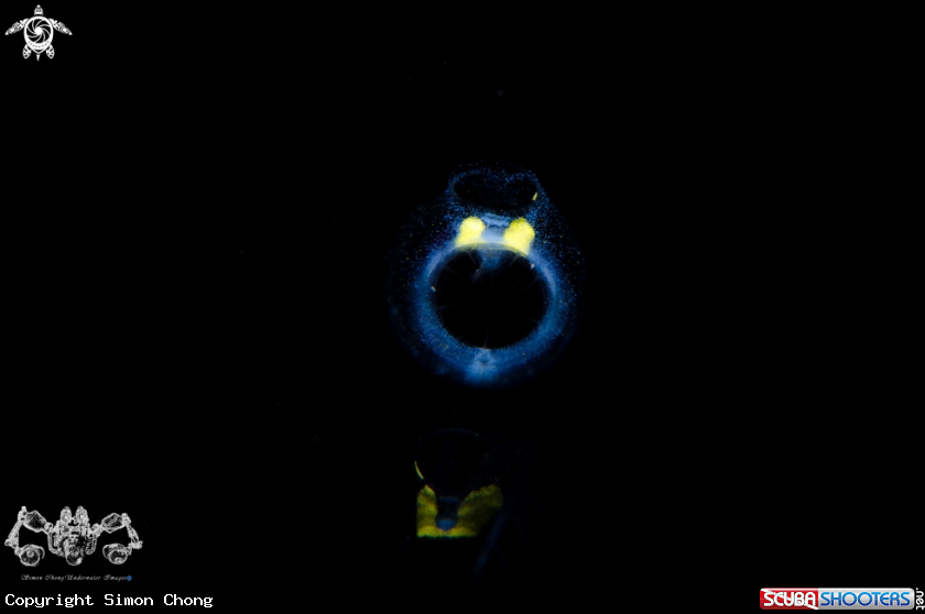 A Ascidiacea