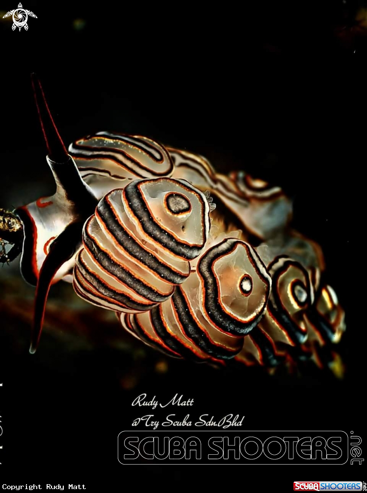 A Doto Donut Nudibranch