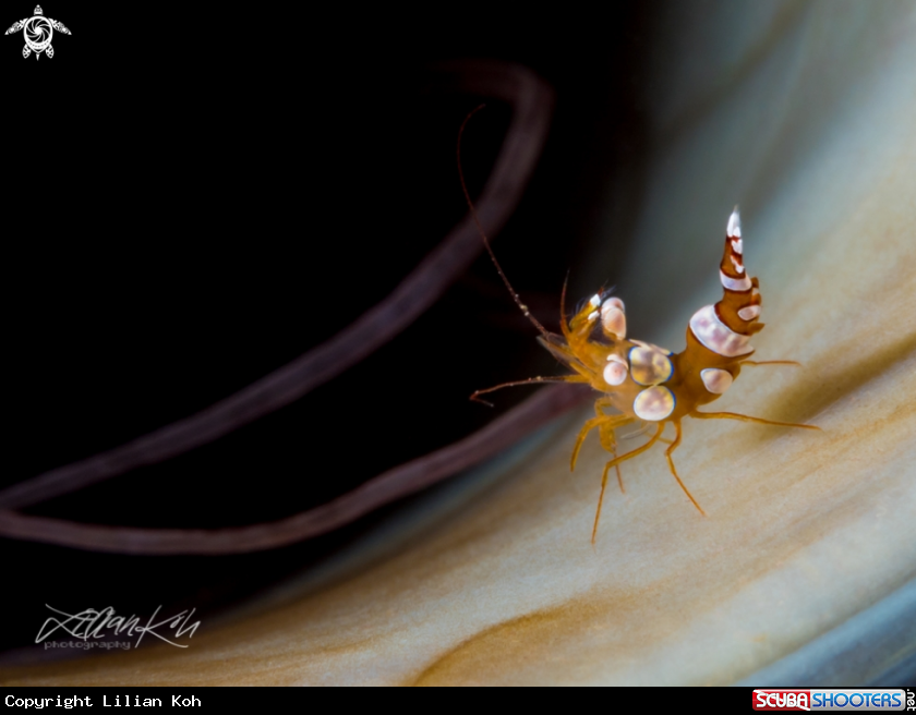 A Sexy shrimp