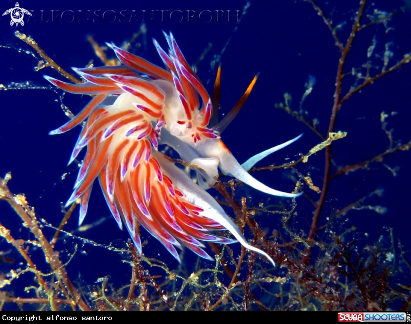 A cratena peregrina