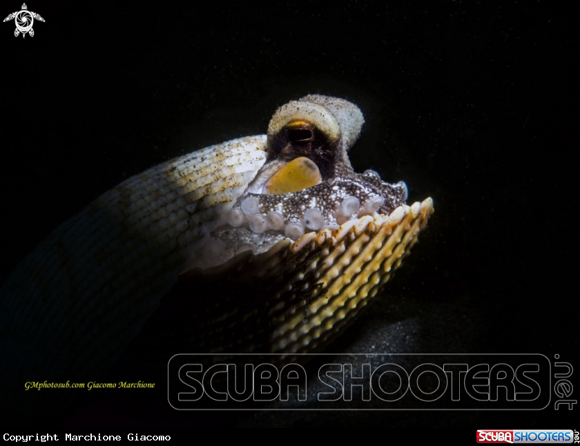 A Cocconut octopussy