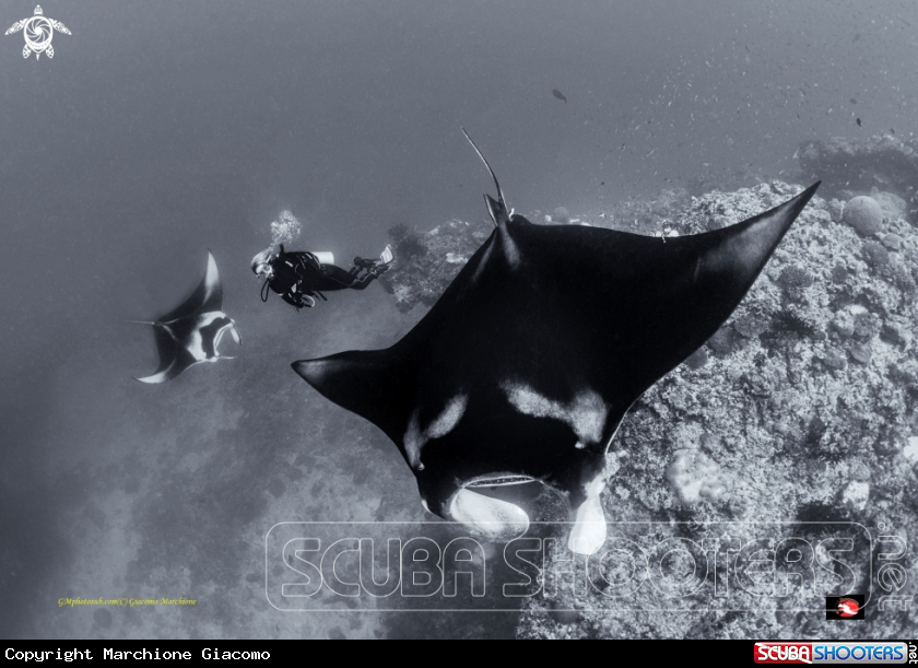 A Manta birostris