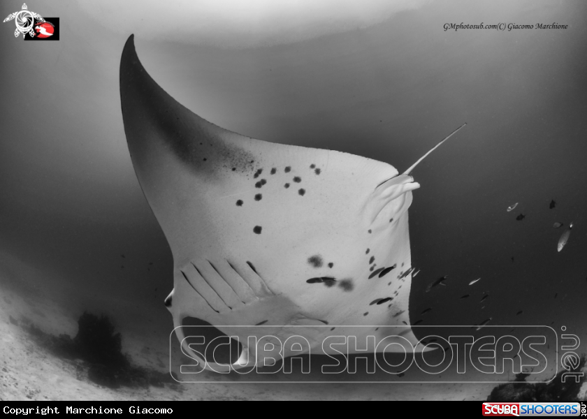 A Manta birostris
