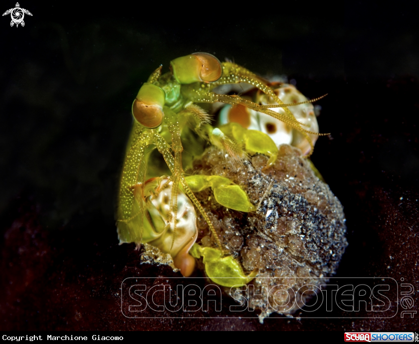 A Mantis shrimp