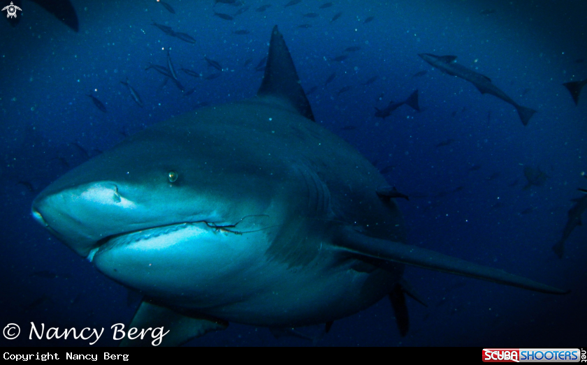 A Bull Shark
