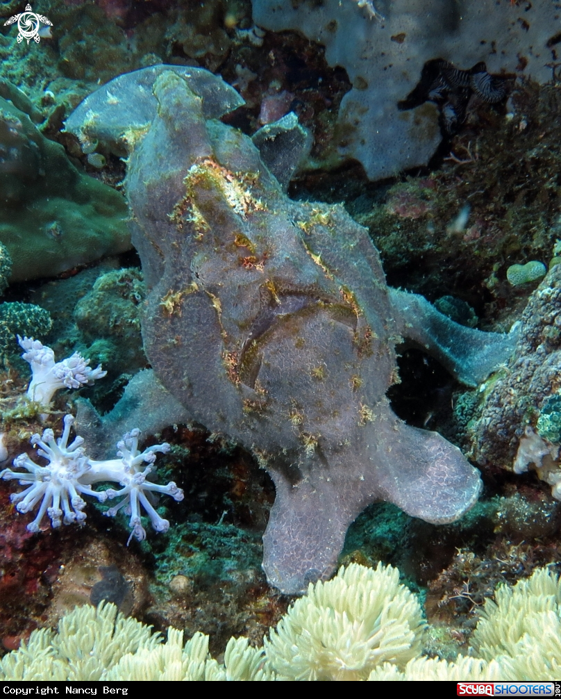 A Frogfish