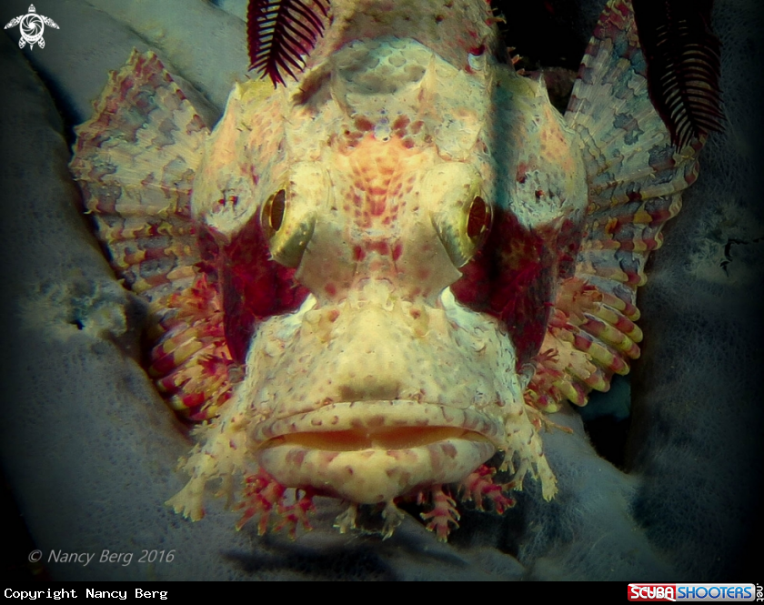A Scorpionfish 