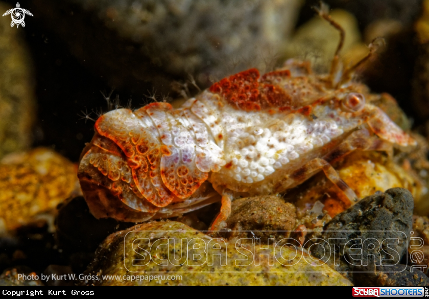 A Shrimp