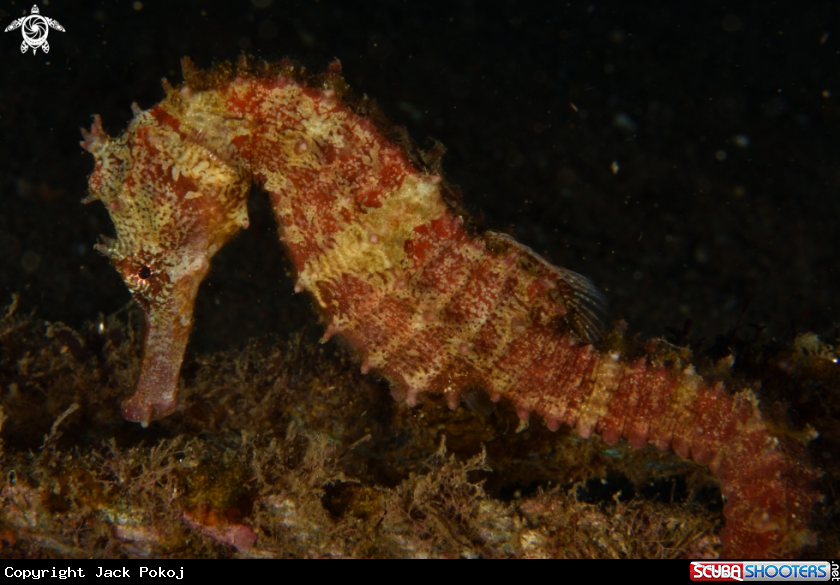 A Thorny Seahorse