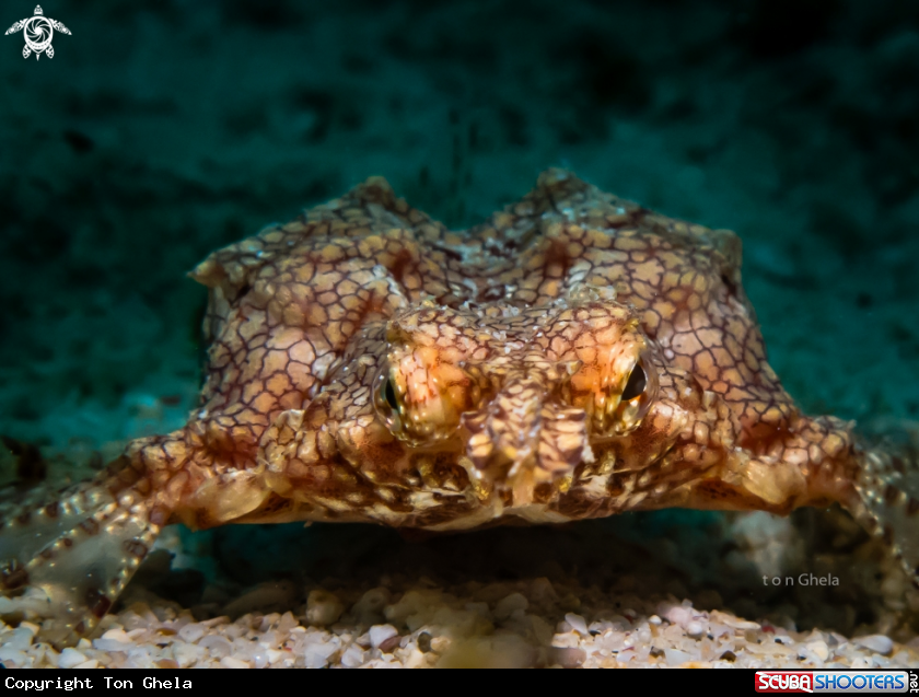 A Dragon Sea Moth