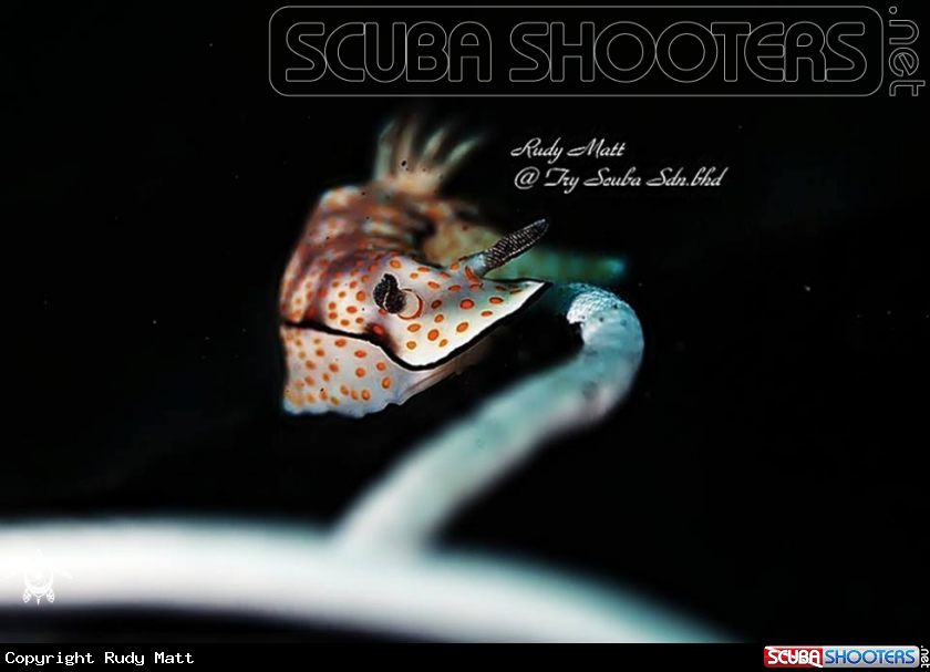 A Nudibranch