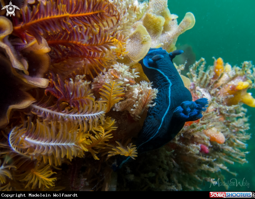 A Black Nudibranch