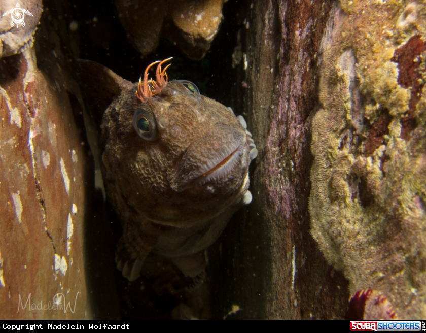 A Horned Blenny