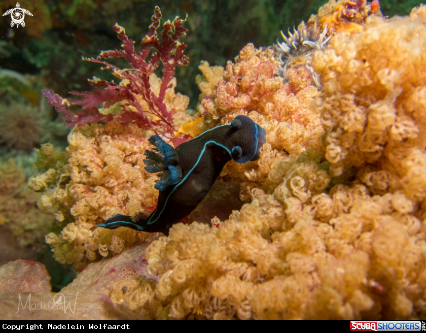 A Black Nudibranch