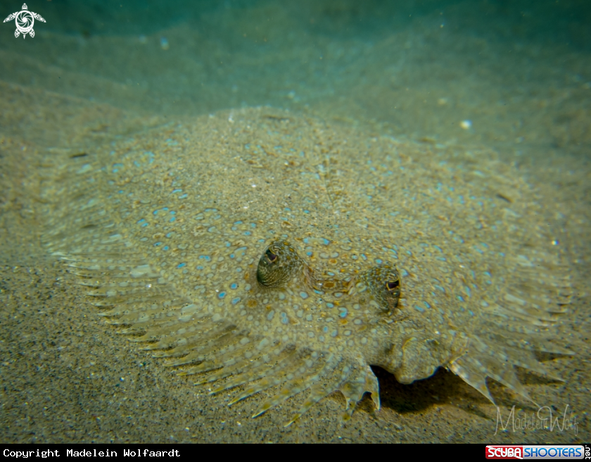 A Flat fish / Sole