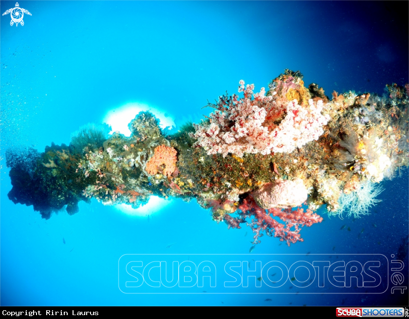 A Hard Corals , Soft Corals
