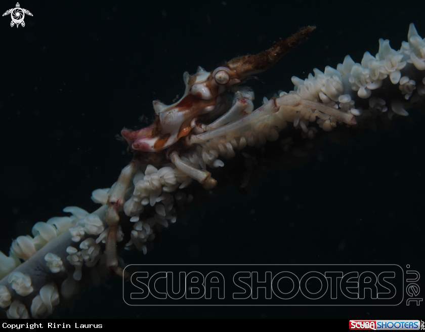 A Wire Coral Crab