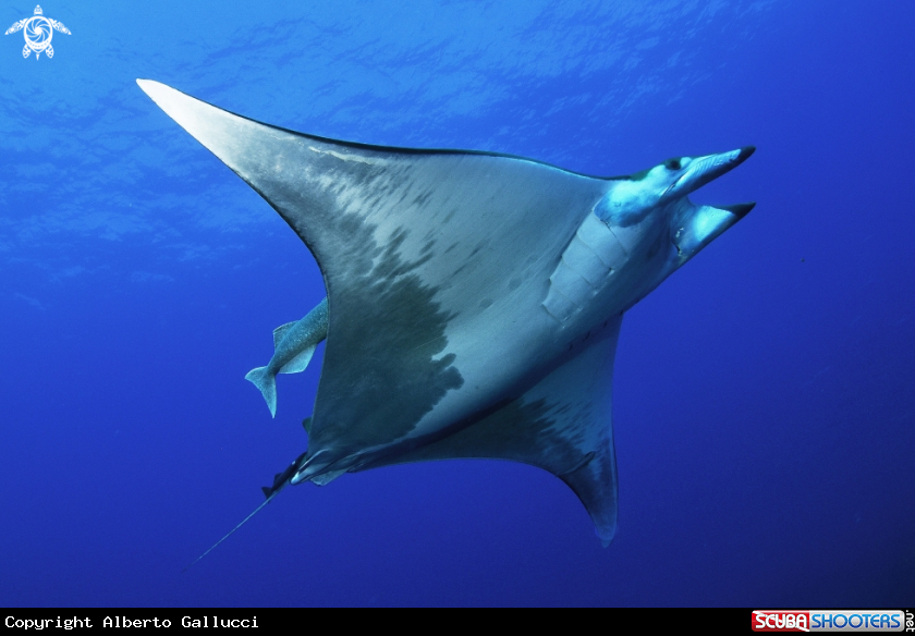 A mobula