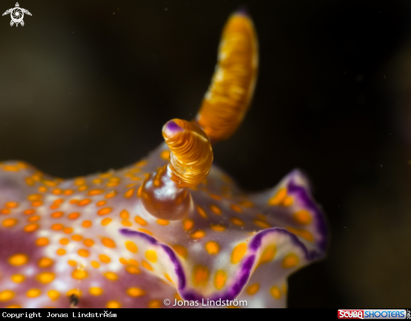 A Chromodoris Annulata