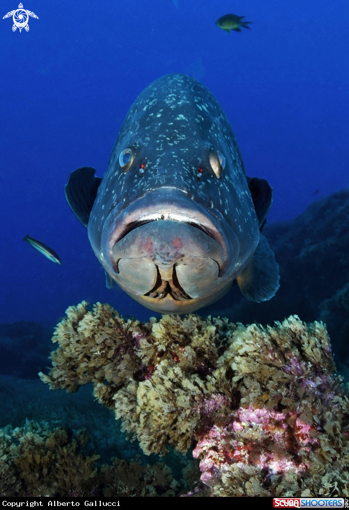 A Grouper