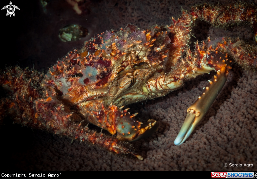 A Crab