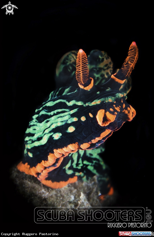 A Nudibranch
