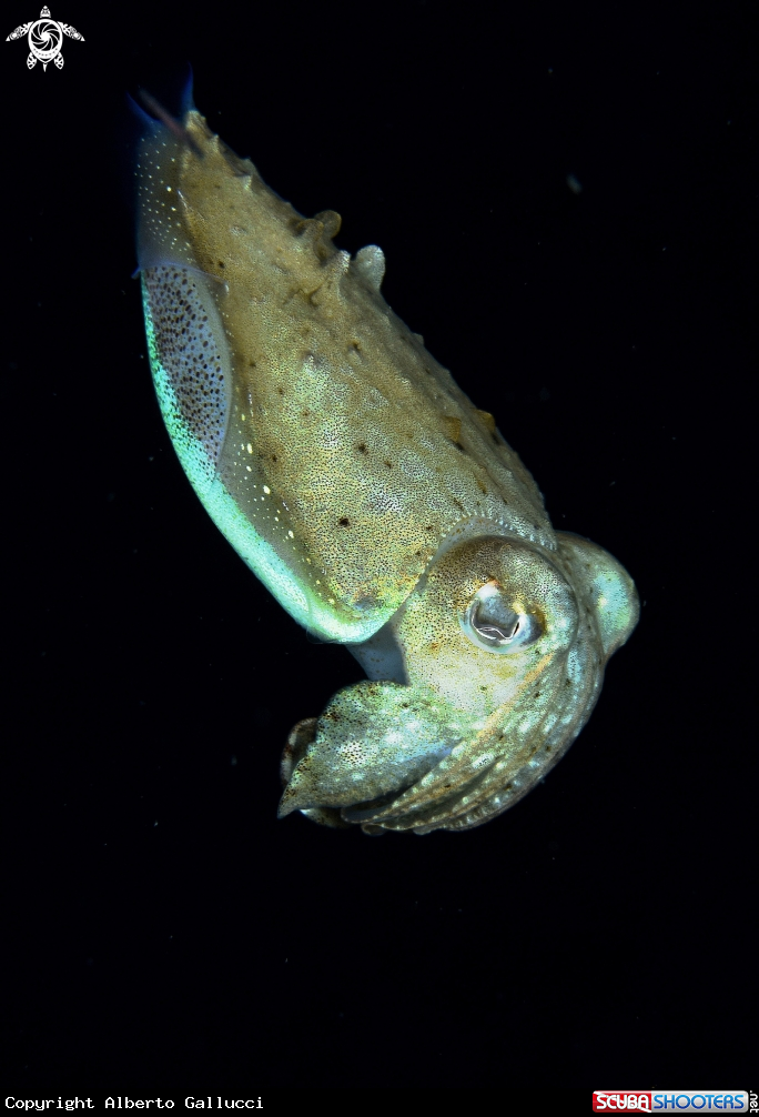 A Cuttlefish