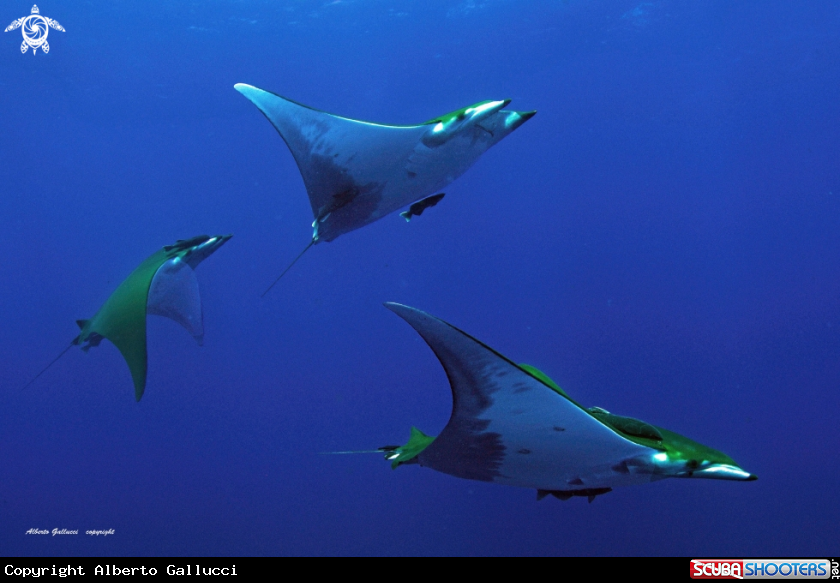 A mobula