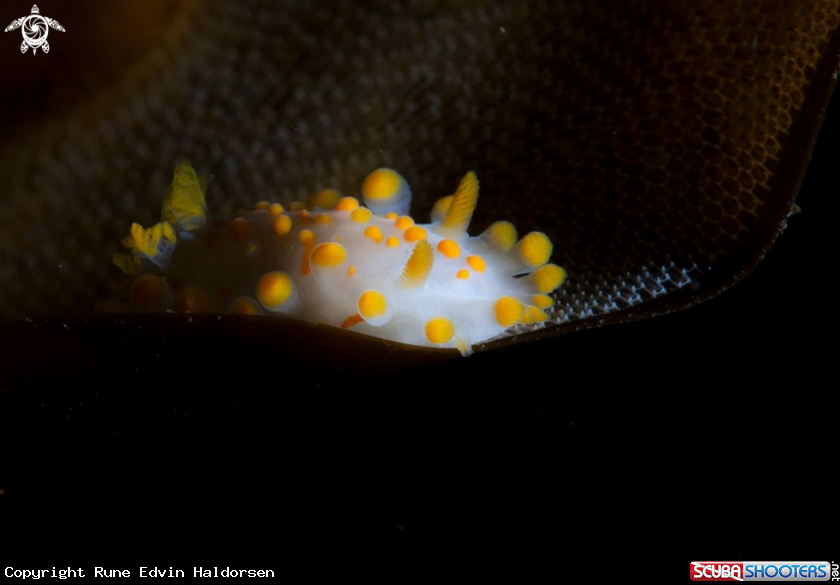 A Limacia Clavigera