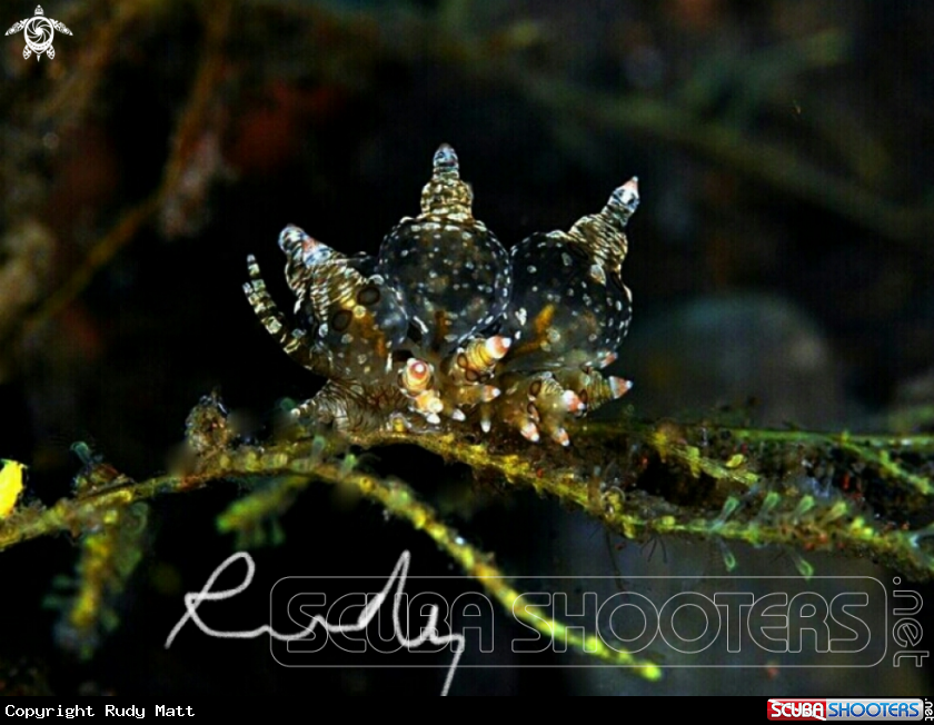 A Eubranchus 