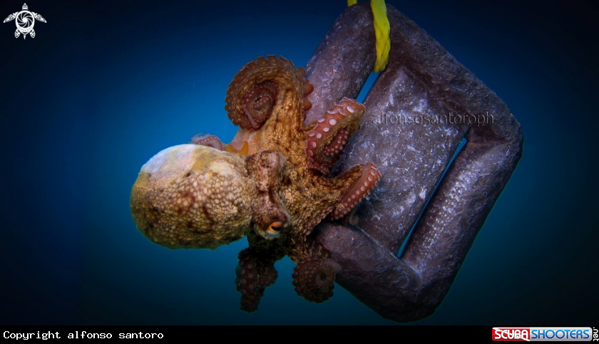 A octopus