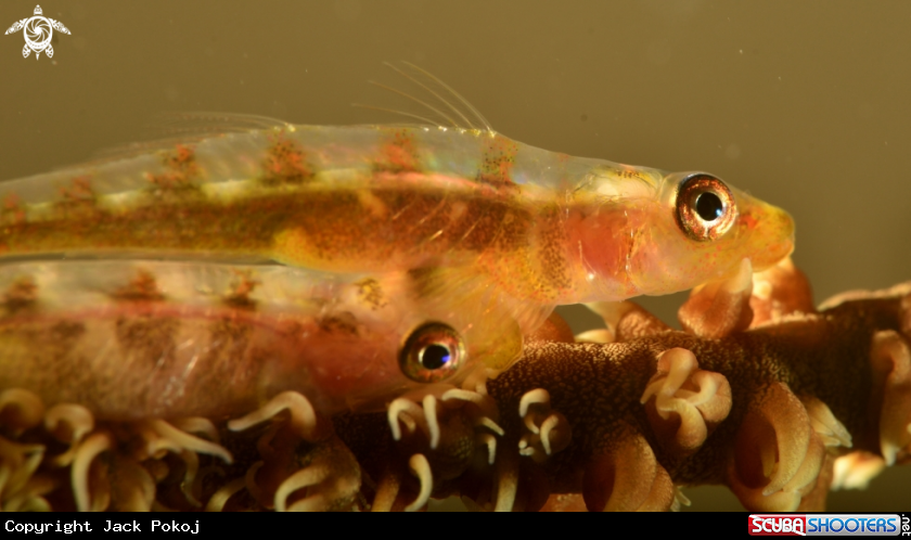 A Whip coral goby