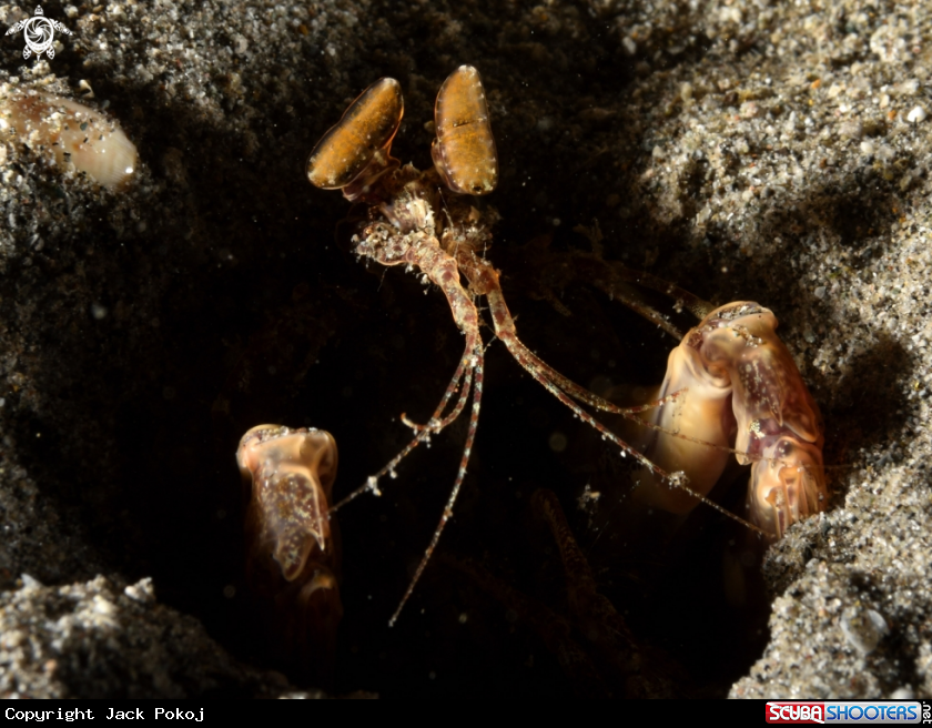 A Spearing mantis shrimp