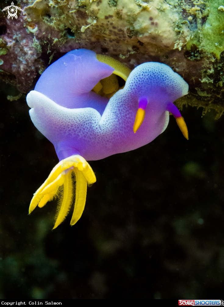 A Pink dorid nudibranch