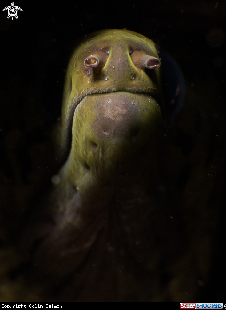 A Fimbriated moray